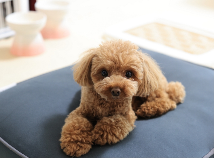 室内でくつろぐ犬の利用シーン参考写真